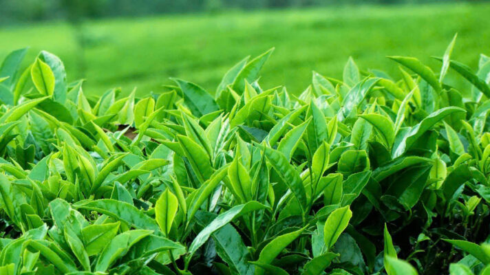 đặc sản chè Tân Cương