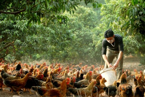 Gà đồi - Đặc sản Đồng Hỷ