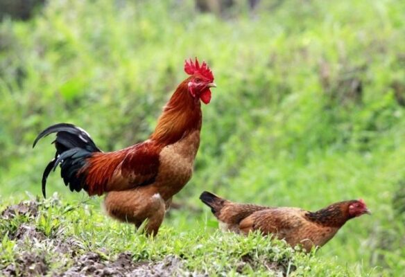 Gà đồi- đặc sản Đồng Hỷ