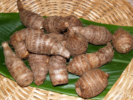 Khoai sọ núi- Đặc sản Đồng Hỷ