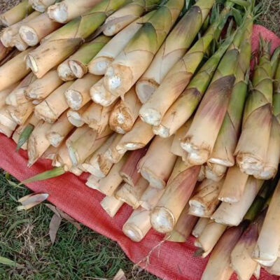 Măng rừng- đặc sản Đồng Hỷ