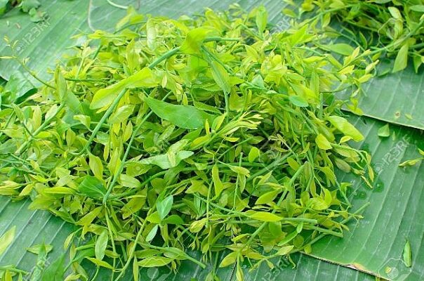 Rau rừng- đặc sản Đồng Hỷ