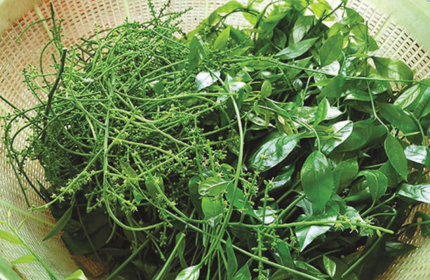 Rau sắng - Ẩm thực núi rừng