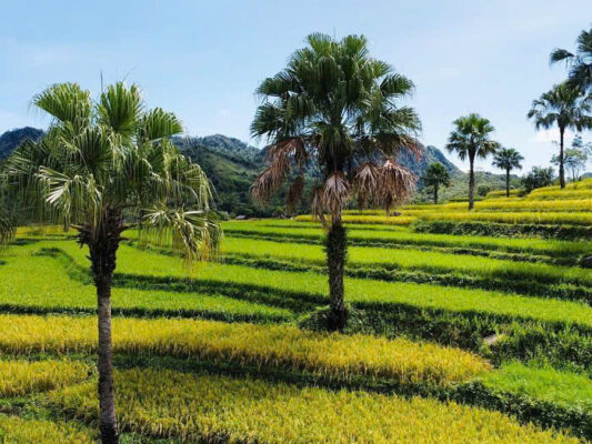 Ruộng bậc thang Đồng Hỷ
