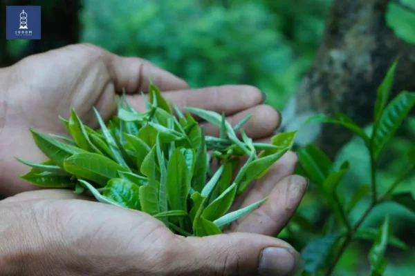 Trà shan tuyết cổ thụ- đặc sản Đồng Hỷ
