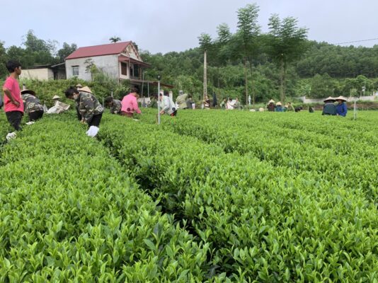 Làng nghề chè Văn Hán